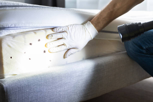Best Wasp Removal Services  in Anniston, AL
